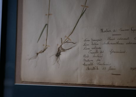 Botanical ART 1929 　no.16