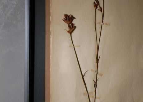 herbier no.10