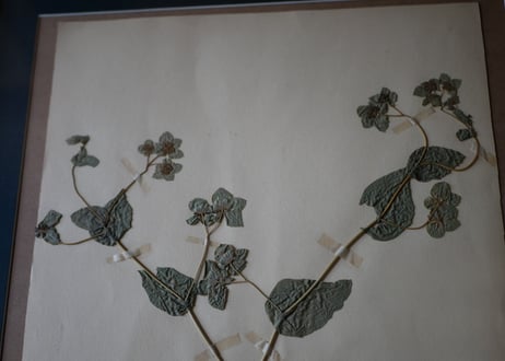 Botanical ART 1929 　no.19
