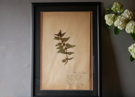 herbier no.1
