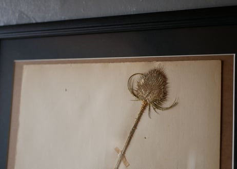 herbier no.9