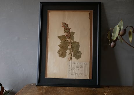 Botanical ART 1929 　no.17