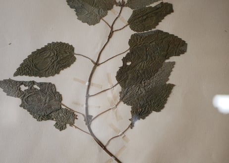 Botanical ART 1929 　no.21