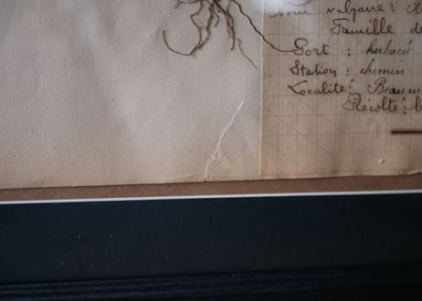 Botanical ART 1929 　no.11