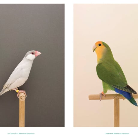 VOSTOK vol.36 / BIRDSONG