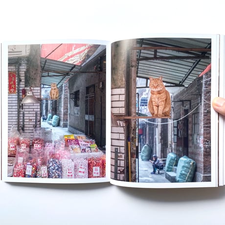 中国店貓咪