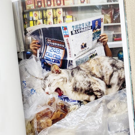 香港舗頭猫