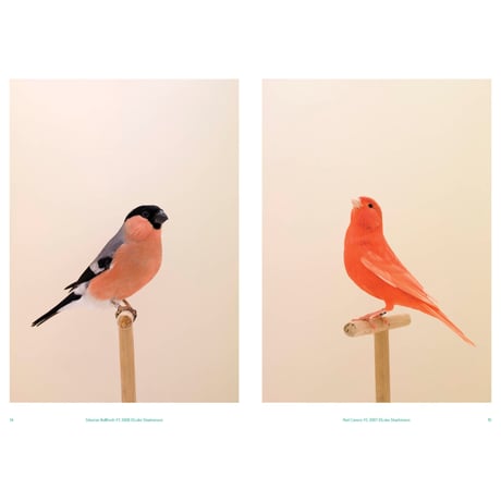 VOSTOK vol.36 / BIRDSONG