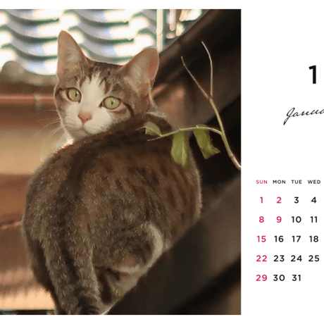 埼玉の野良猫カレンダー2023
