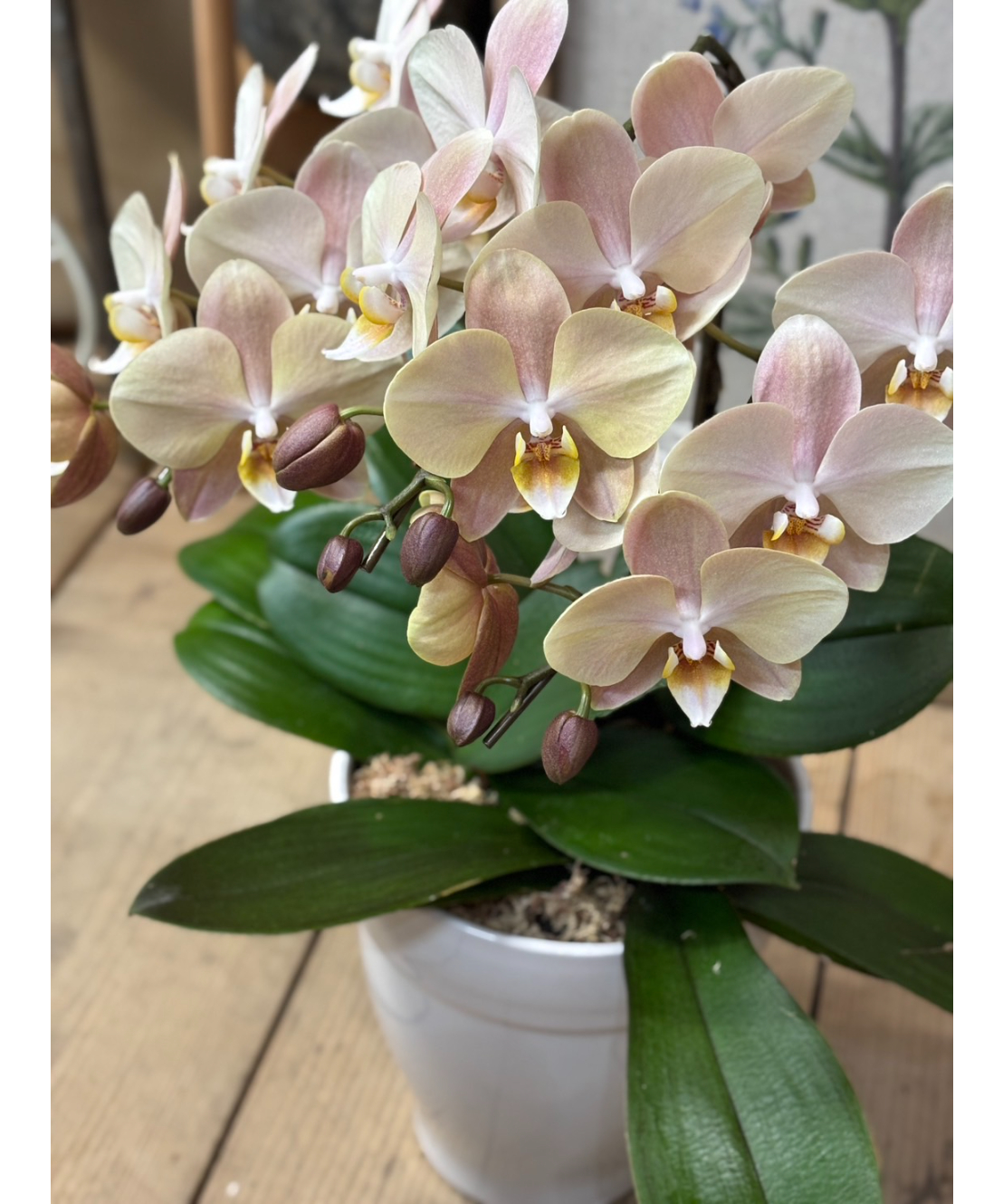 ミディ胡蝶蘭１５日入荷分⭐️レア品種⭐️蘭工房オリジナル⭐️マザーチーク⭐️ ミディ胡蝶蘭 “マザーチーク” Standard - 花屋L'eau et le Soleil