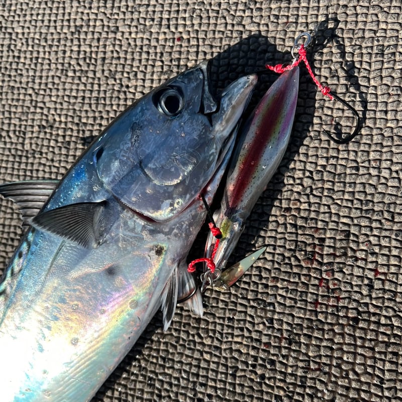 Foil イチョリッド　1枚 POKEMON, 20+1 FOIL CARD SET ,MJ HOLDINGS, 2025, (OBP) | eBay