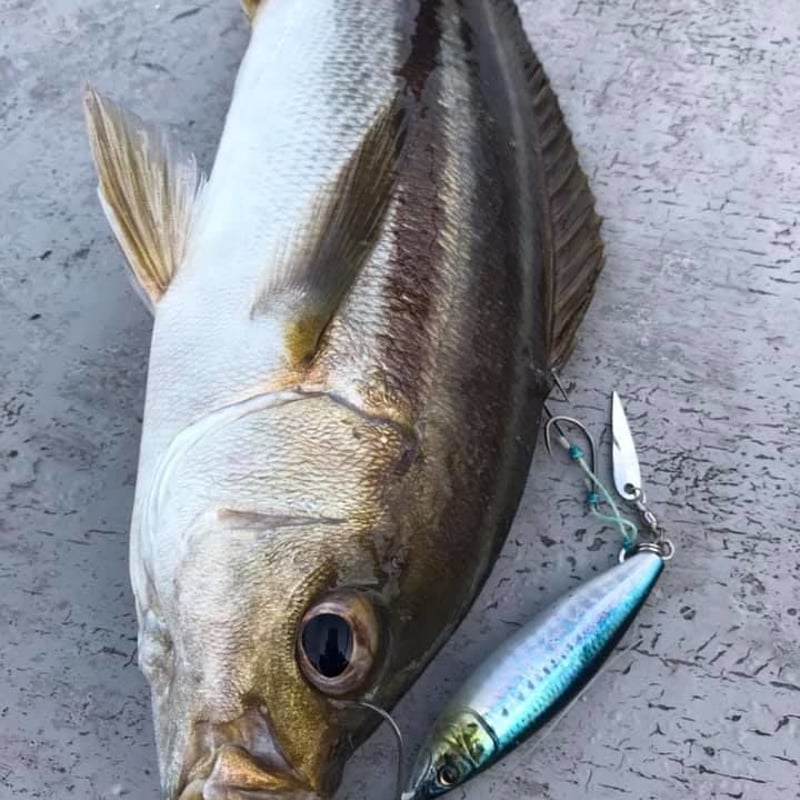 ジグブレード | ガイドサービス セブン OFFICIAL SHOP