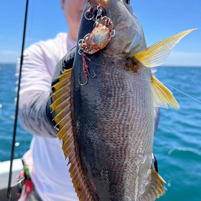 カニじゃんウォーカー 80g | ガイドサービス セブン OFFICIAL SHOP