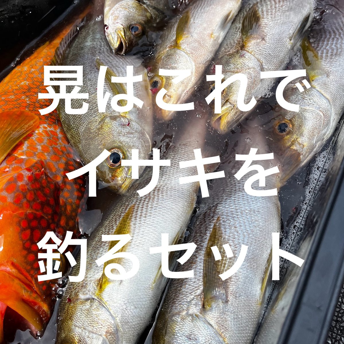 晃はこれでイサキを釣るセット | ガイドサービス セブン OFFICIAL SHOP