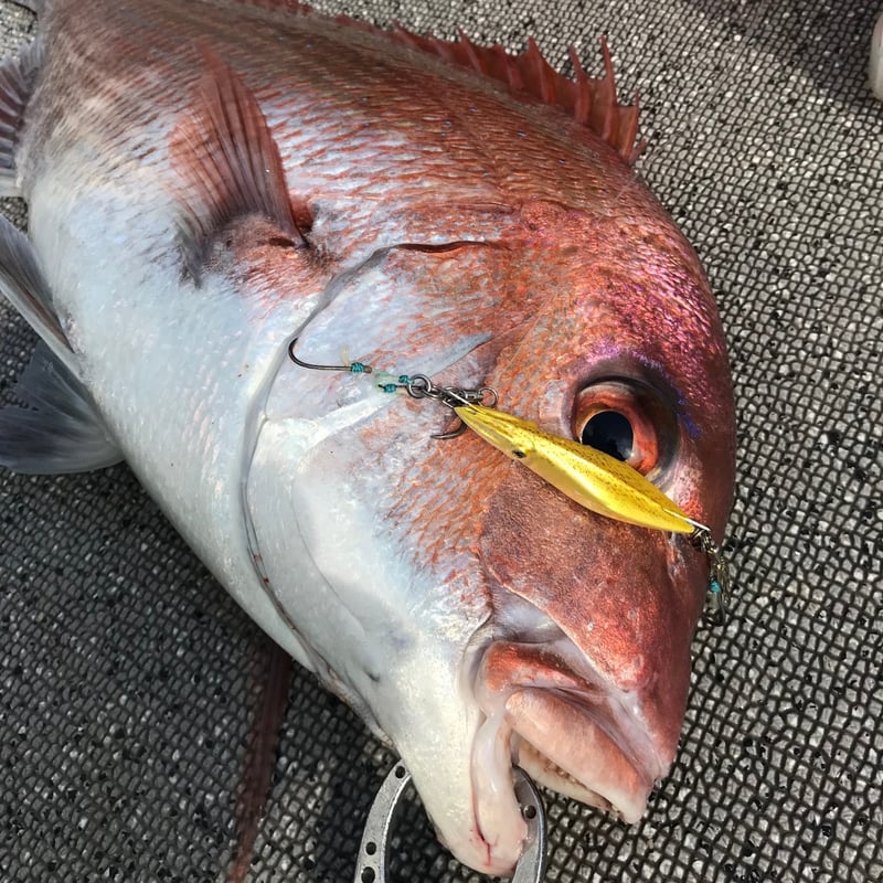 烏賊ヤロー120g | ガイドサービス セブン OFFICIAL SHOP