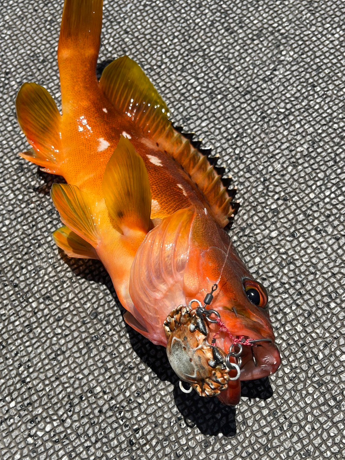 カニ歩きの寿司 fit=scale-down,w=1200