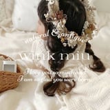 wink miu