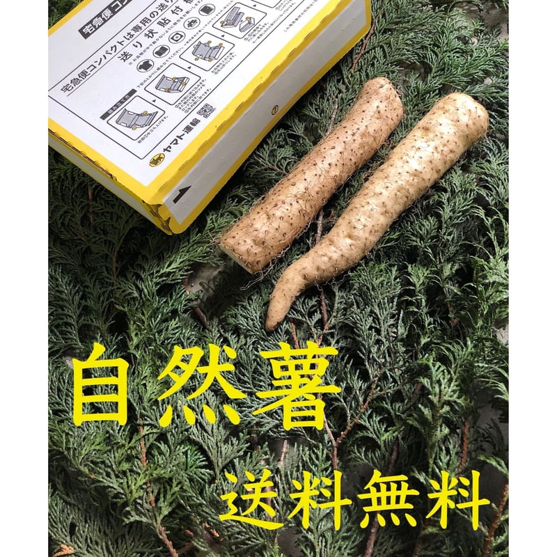 送料無料 自然薯 じねんじょ 300g 生産者直送 | miura farm's STORE