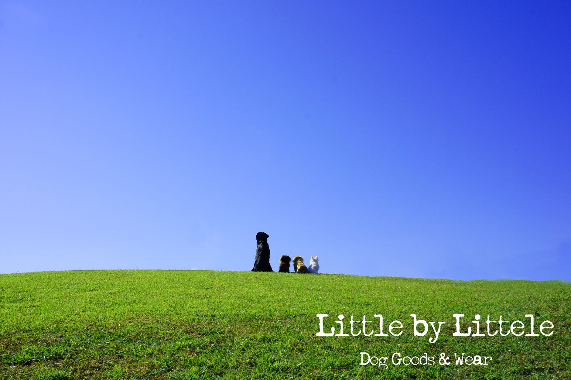 Little by Little  〜 Dog goods ＆ Wear 〜 STORE