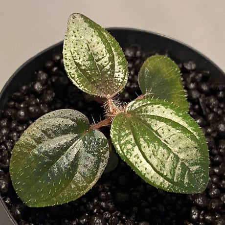 Phyllagathis rotundifolia [STRINGE PLANTS]