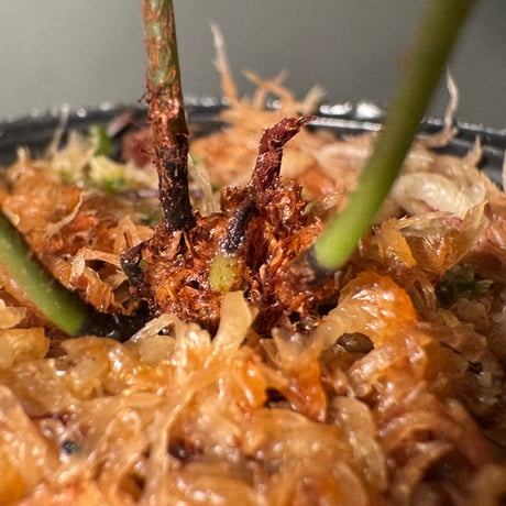 Elaphoglossum metallicum