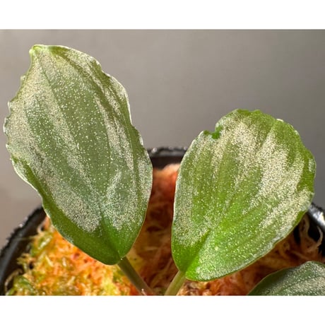 Homalomena sp. Sabah-2 [R1217-01c]