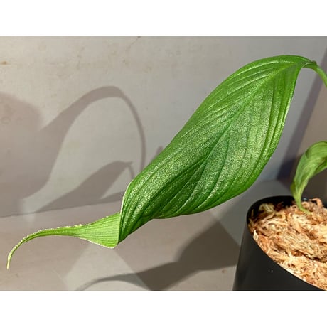 (タグ付き) Homalomena sp. "蛟" from Sumatera Utara [LA0318-02]