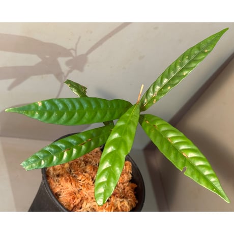Unknown (Penanga bayan?)from Landak West Kalimantan