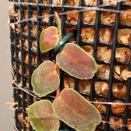 Marcgravia sp. "MELON"