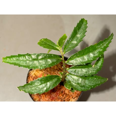 Elatostema sp. from Quezon, Luzon, Philippines