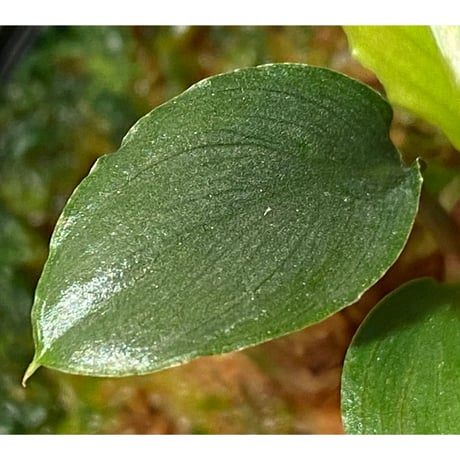 Homalomena sp. "Red" from Bogor