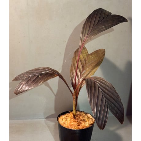 Pinanga veitchii from Sanggau West Kalimantan