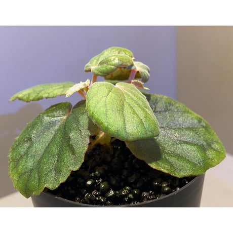 Begonia sinuata
