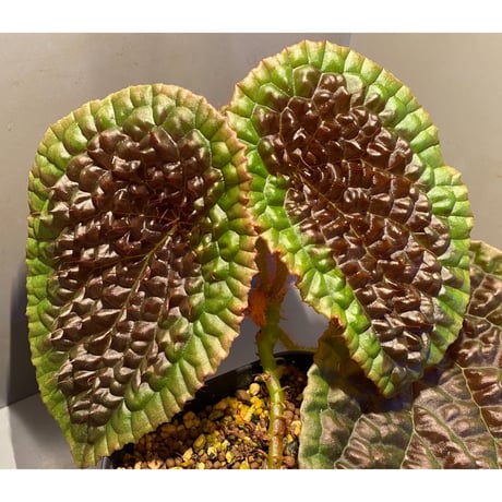 Begonia susaniae