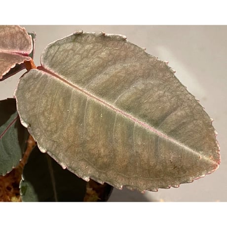Labisia sp. from Malaysia [KN]