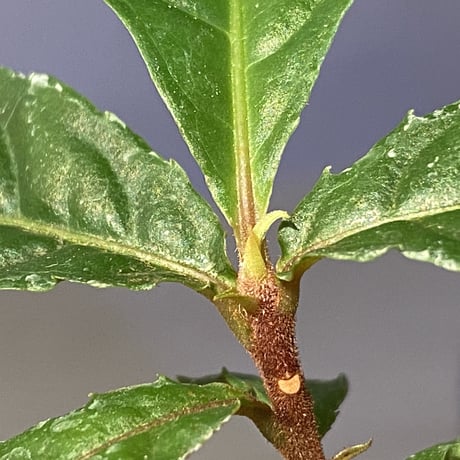 Ardisia pyramidalis from Philippines