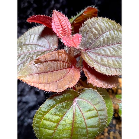 Phyllagathis sp. from Cao Bang Viet Nam [R1217-02]