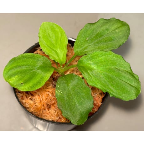 Homalomena sp. from Ulu Tembeling [TK150816]