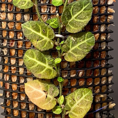 Solanum evolvulifolium