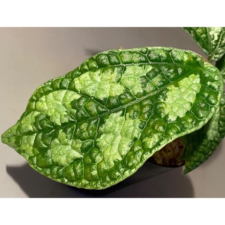 Elatostema sp. (Sri Lanka) ?