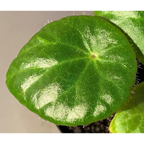 Begonia kingiana from Jerantut [TK170717]