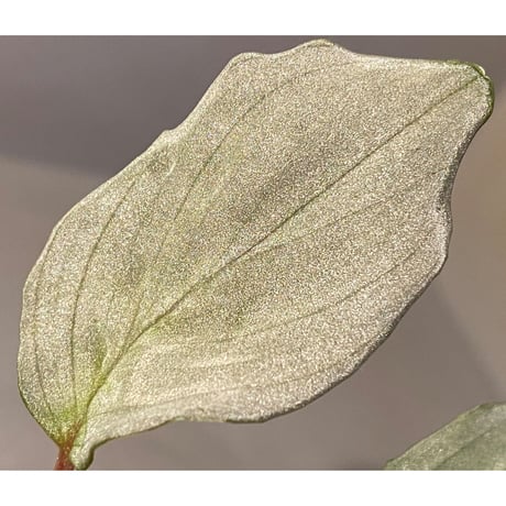 Homalomena sp. "Pink Velvet" from Kepulauan Riau [KN]