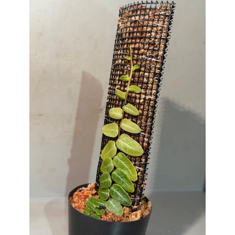 Marcgravia sp. from Iquitos Peru [tanakay]
