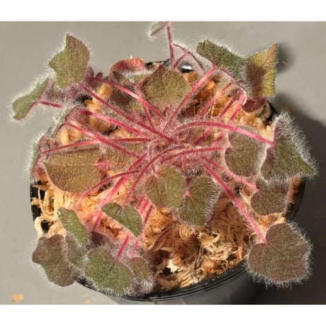 Sonerila dongnathamensis [LA]