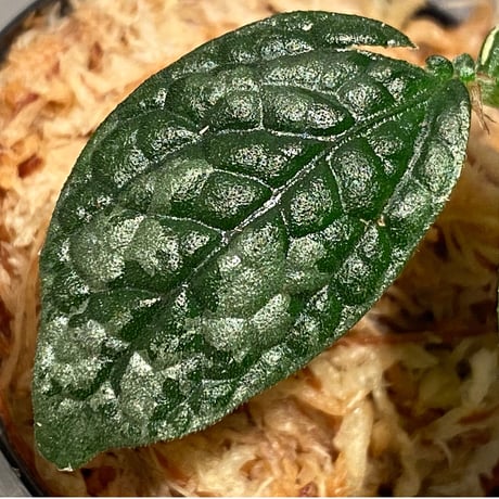 Elatostema sp. (Sri Lanka?)