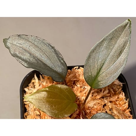 Homalomena sp."赤鉄鉱” from Kepulauan Riau [SGP import] KZT ②