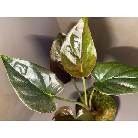 Syngonium sp. from Choco Colombia [tanakay]