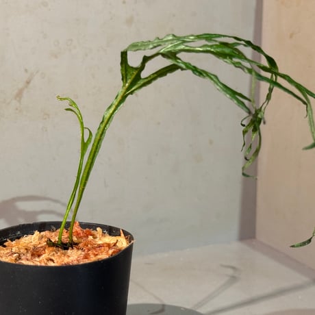 Microsorium sp. from Saripoi [LA0515-02]