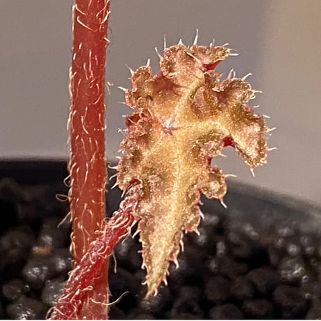 Begonia sp. from Vietnam