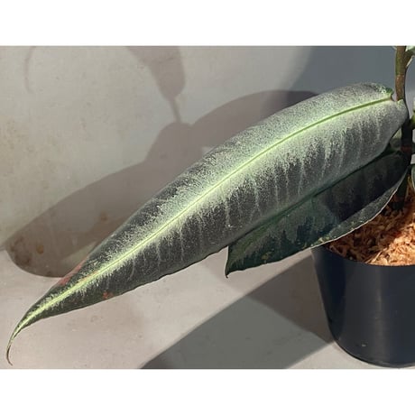 (大株) Ardisia malauiana from Kalimantan barat